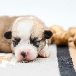 KODIAK - Sable male Pembroke Welsh Corgi puppy in Mona, Utah from Sorensen Corgis