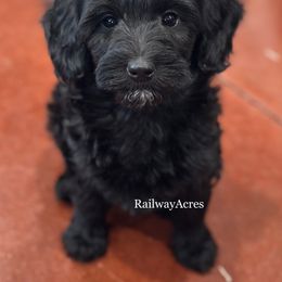 Pepper - Black female Goldendoodle puppy in Milford, Indiana from Railway Acres Kennel