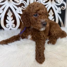 Lady Luna - Red  female Poodle puppy in Plainwell, Michigan from Northern Heart Standards