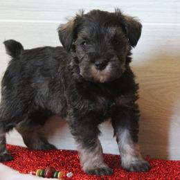 Sally - Salt and pepper female Miniature Schnauzer puppy in Richardton, North Dakota from Crooked Tree Ranch