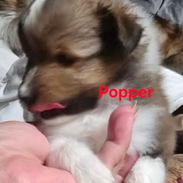 TINY Popper - Sable and white male Shetland Sheepdog puppy in Houston, Texas from LaLa's Lilliputian Lassies