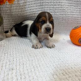 Walter - Black brown and white male Basset Hound puppy in Osage Beach, Missouri from The Basset Boutique