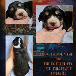 Robin - Black and white female American Corgi puppy in Mansfield, Ohio from Moonrise corgis