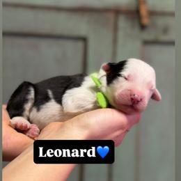 Leonard - Gray and white male Old English Sheepdog puppy in Bristol, Indiana from Ridgeruns OES