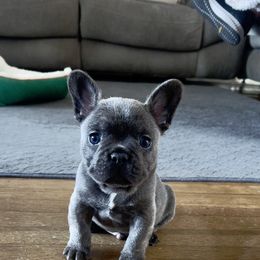 French Bulldog Puppies from Furchildbreeds