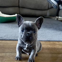 French Bulldog Puppies from Furchildbreeds