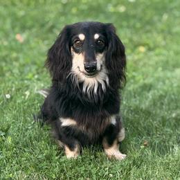 Grizzly - Dachshund