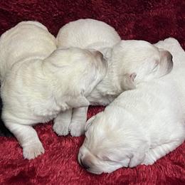 Yellow male 3rd pick - Yellow male Labrador Retriever puppy in Beaverdam, Virginia from Gold Heart Labradors