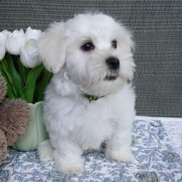 Asher - White male Coton de Tulear puppy in Forney, Texas from Buttercup Cotons of Texas