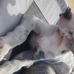 Pina Colada - Great Dane puppy from Not So Dainty Danes