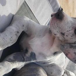 Pina Colada - Great Dane puppy from Not So Dainty Danes