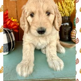 Noah - Cream male Goldendoodle puppy in Caddo Mills, Texas from Fire Wife Doodles