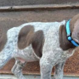 German Shorthaired Pointers from Southern GSP