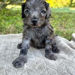 Dean - Blue merle male Aussiedoodle puppy in Science Hill, Kentucky from Southern Paws Kennels