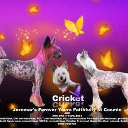 Cricket - Slate female Chinese Crested puppy in New Castle, Pennsylvania from Long Haul Cresteds & Long Rotts