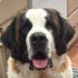 Great Pyrenees and Saint Bernards from BloodlineRanch St. Berdoodles & Pyredoodles