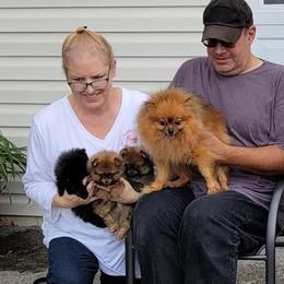 Pomeranian Puppies from YKnot Pomeranians