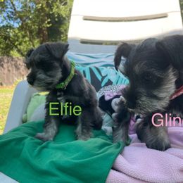Miniature Schnauzer Puppies from Amanda Tragash