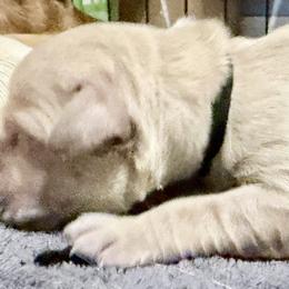 Luna Luminaire - Light golden female Golden Retriever puppy in Gainesville, Florida from Heart and Soul Dog Breeding, Inc.