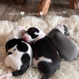 Charlie - Blue male Italian Greyhound puppy in Southwest Florida, Florida from Woofford Italian Greyhounds