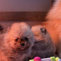 French Bulldogs and Pomeranians from Couture_frenchies