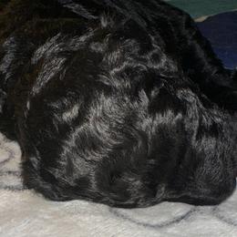 Poodles from Silhouette Poodles