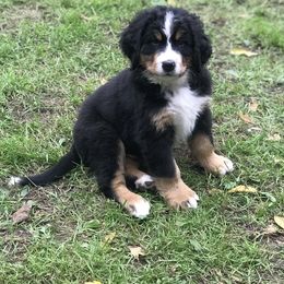 Bernese Mountain Dog Puppies from Must B Buffalo Berners