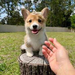 Prada - Red and white female American Corgi puppy in Florida from Sunrise Corgis