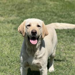 Strier - Labrador Retriever