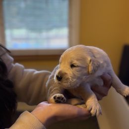 Admiral - Light golden male Golden Retriever puppy in Warrenton, Virginia from Four Lochs LLC