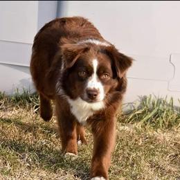 Maxi - Miniature Australian Shepherd