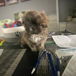 Tater tot - Brindle female Shih Tzu puppy in Wyoming, Michigan from Shih Tzu Shenanigans