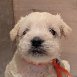 Baby boy 3 - orange collar - Wheaten male Miniature Schnauzer puppy in Eupora, Mississippi from Mississippi Mini Schnauzers
