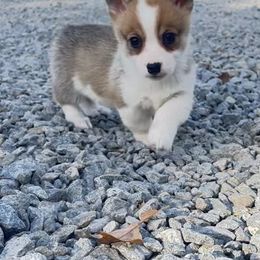 Sable female 3 - Sable female Pembroke Welsh Corgi puppy in De Witt, Arkansas from Western Plains Kennel