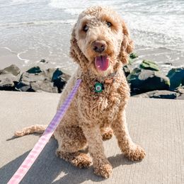 Pearl - Goldendoodle