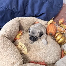 Freddy - Fawn male Pug puppy in Moorefield, West Virginia from Wratchford Farms