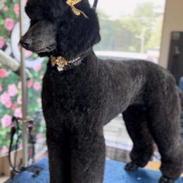 Oakley - Poodle