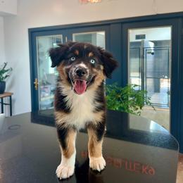 Australian Shepherd Puppies from FireHart Aussies