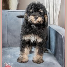 Tater - Tri-color male Bernedoodle puppy in Connersville, Indiana from Deaz Doodle Ranch