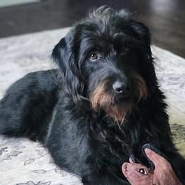Dachshund, Labradoodle, and Labrador Retriever All Grown Up from Muddy Bay Kennels