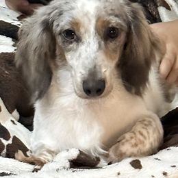 Dachshunds from Pixie Dust Dachshunds