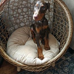 Pheonix (grey) - Red and rust female Doberman Pinscher puppy in Hamilton, Ohio from Little Dragon Dobermans