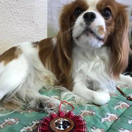 Cavalier King Charles Spaniel All Grown Up from John White
