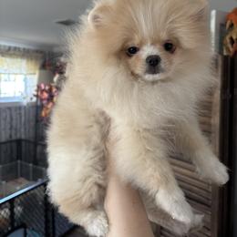 Lulu - Cream male Pomeranian puppy in Grayslake, Illinois from Touch Of Clouds Poms