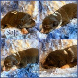 Saja - Tri-color male Border Collie puppy in Decatur, Alabama from Phantom Border Collies