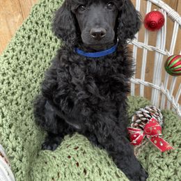 Poodle Puppies from Wilks Pups