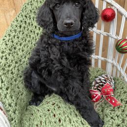 Poodle Puppies from Wilks Pups
