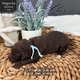 Cove - Light Blue - Brown and white male Aussiedoodle puppy in Oxford, Alabama from Magnolia Grove Doodles