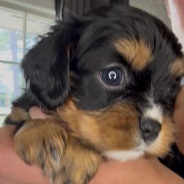 Black and Tan girl - Black and tan female Cavalier King Charles Spaniel puppy in South Carolina from Columbia Cavaliers