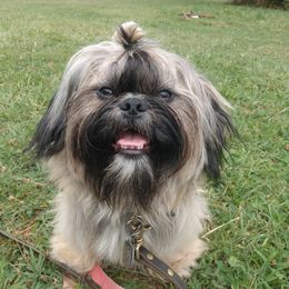 Aslan - Shih Tzu